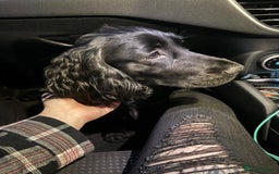 Cocker Spaniel dogs for sale: Tobi is after a loving home  - Image 3