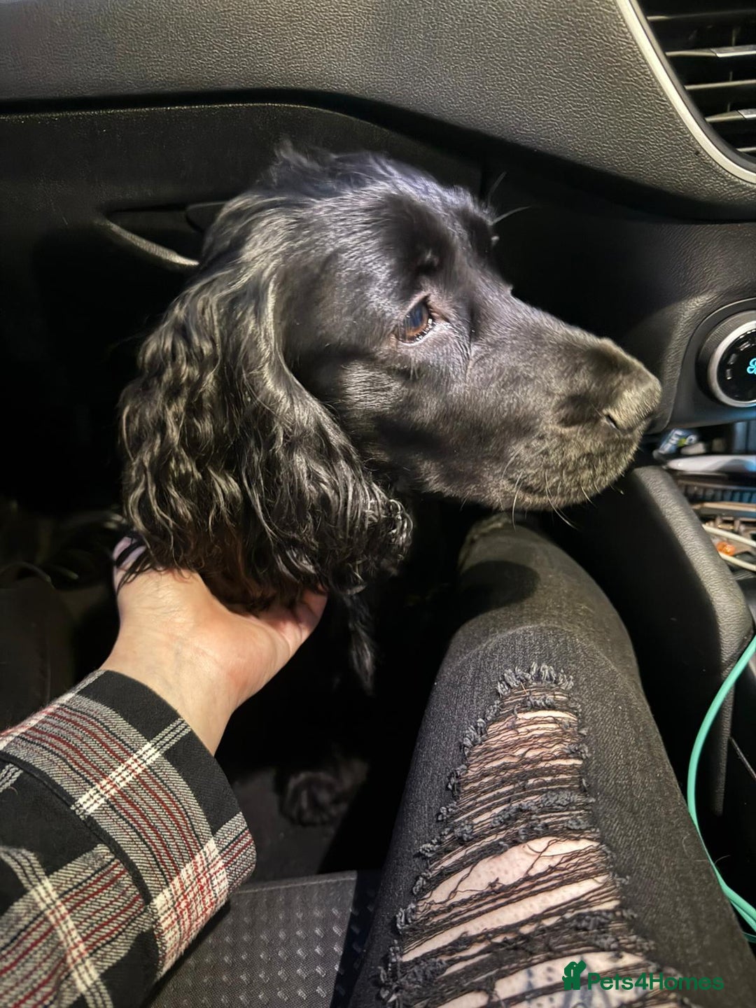 Cocker Spaniel dogs for sale: Tobi is after a loving home  - Image 3