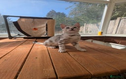 Bengal cats for sale: Bengal Kittens Purebred with Champion Lines  - Image 21