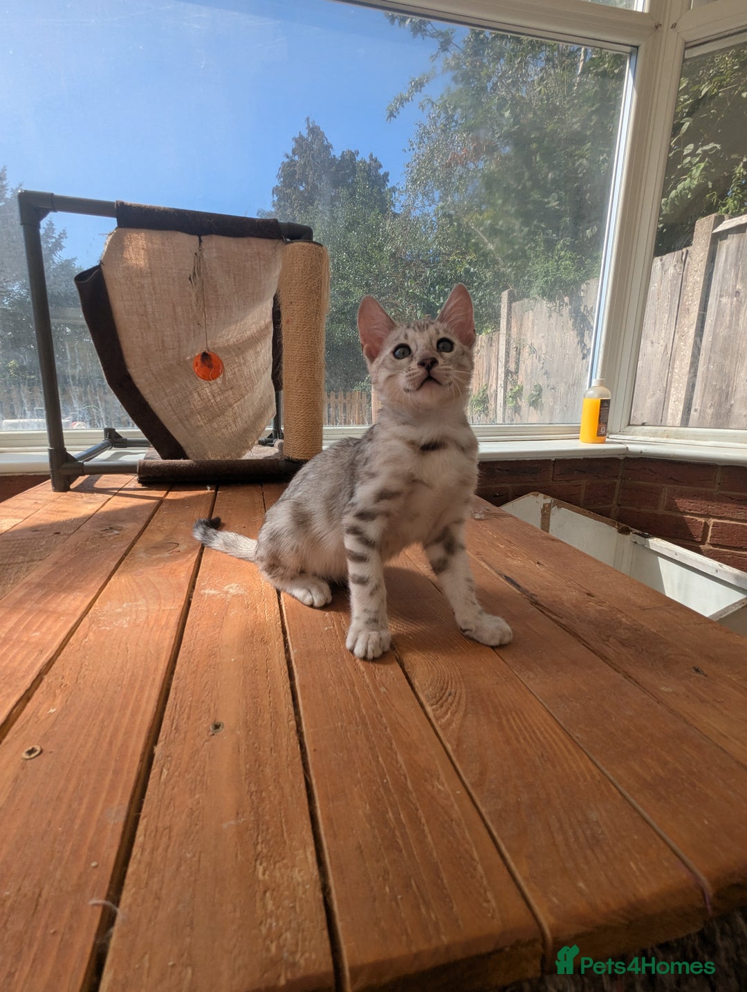 Bengal cats for sale: Bengal Kittens Purebred with Champion Lines  - Image 21