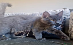 Maine Coon cats for sale: 🌟Ready now🌟 3 large Maine coons active available - Image 17