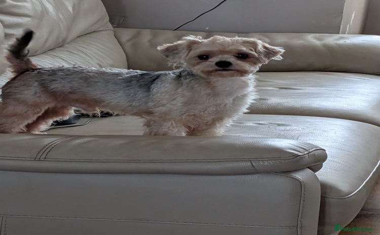 Shorkie dogs - Advert 1