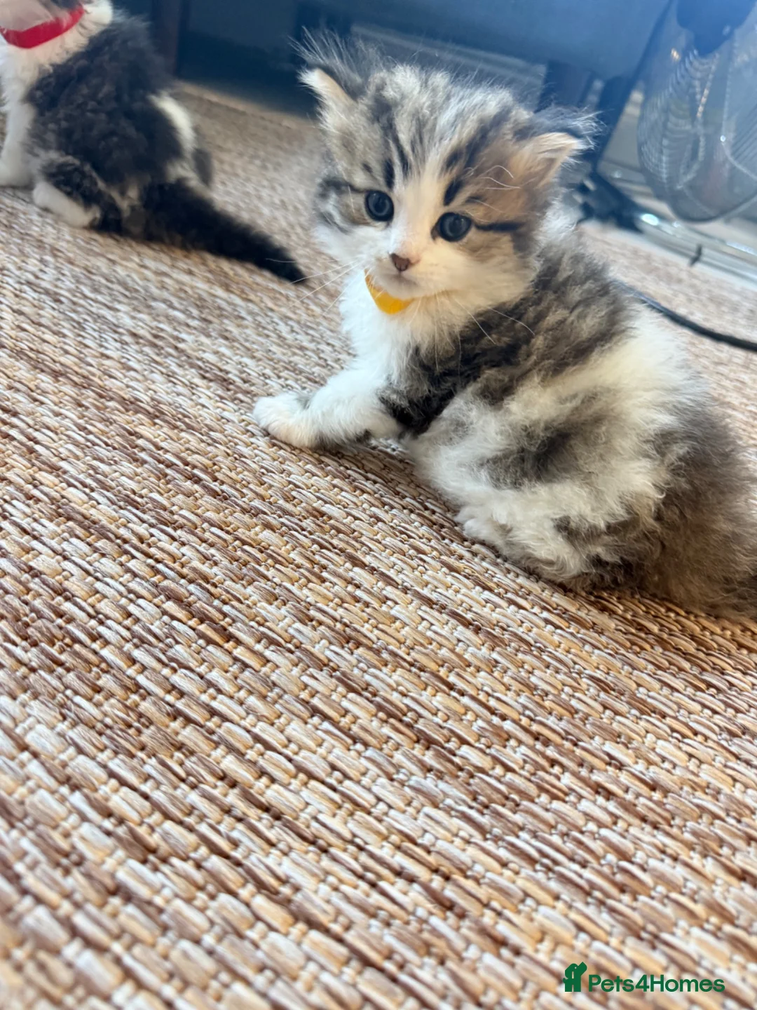 British Shorthair cats for sale:  Kittens  in Peterborough - Advert 1
