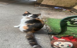 Domestic Shorthair cats for sale: Beautiful kittens - Image 12
