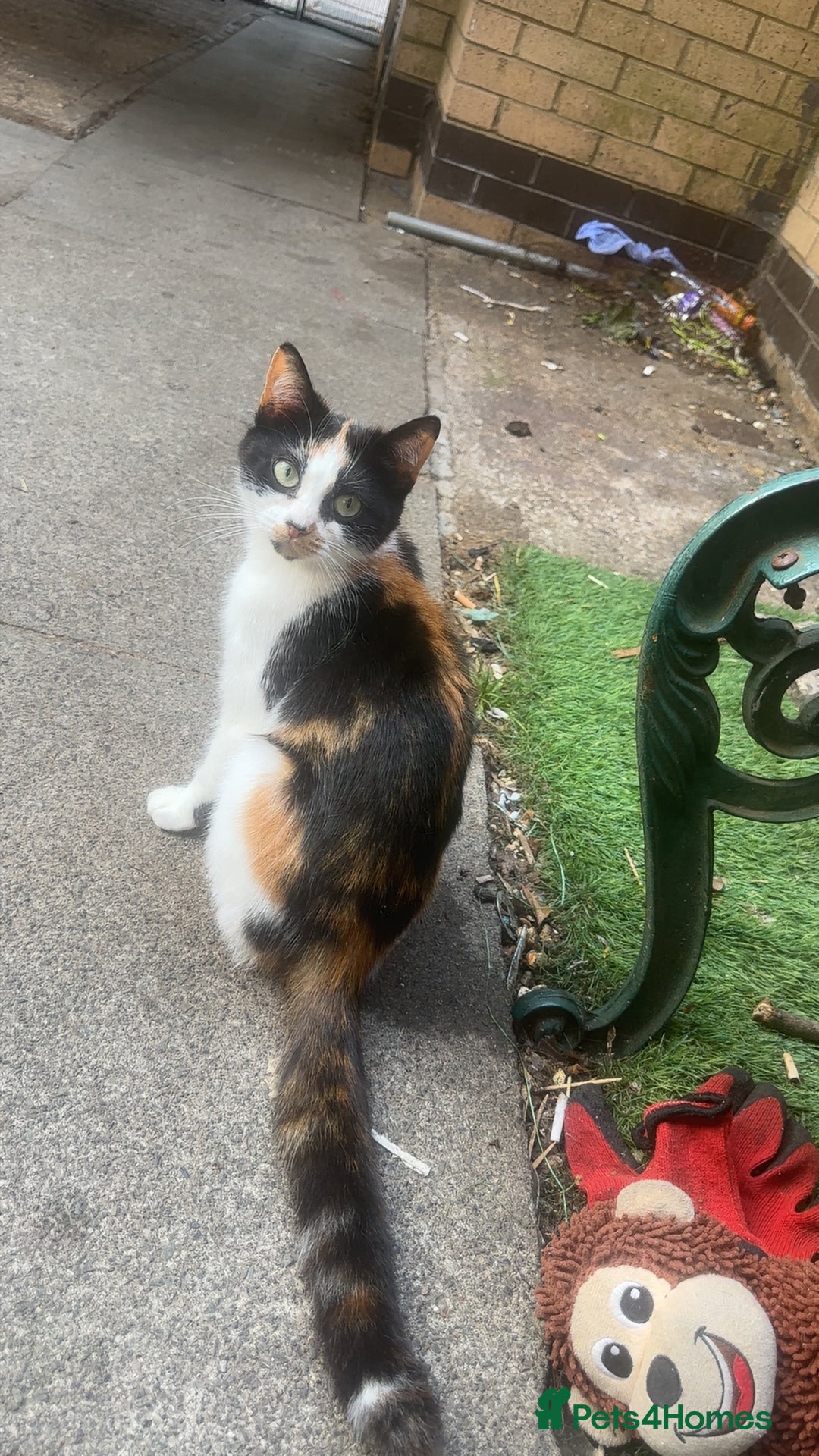 Domestic Shorthair cats for sale: Beautiful kittens - Image 12