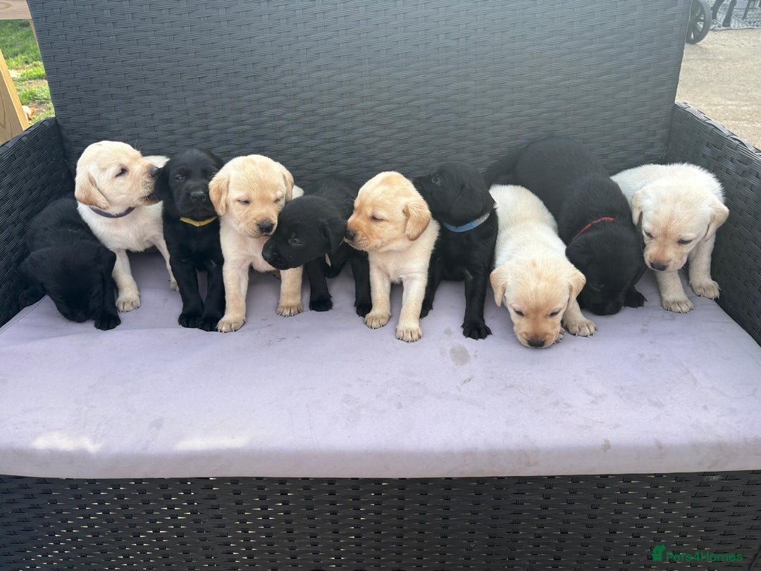 Labrador Retriever dogs for sale: Beautiful litter of kc registered labrador  - Image 26