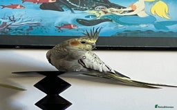 Cockatiels birds for sale: 1 male 1 female with cage and food - Image 2