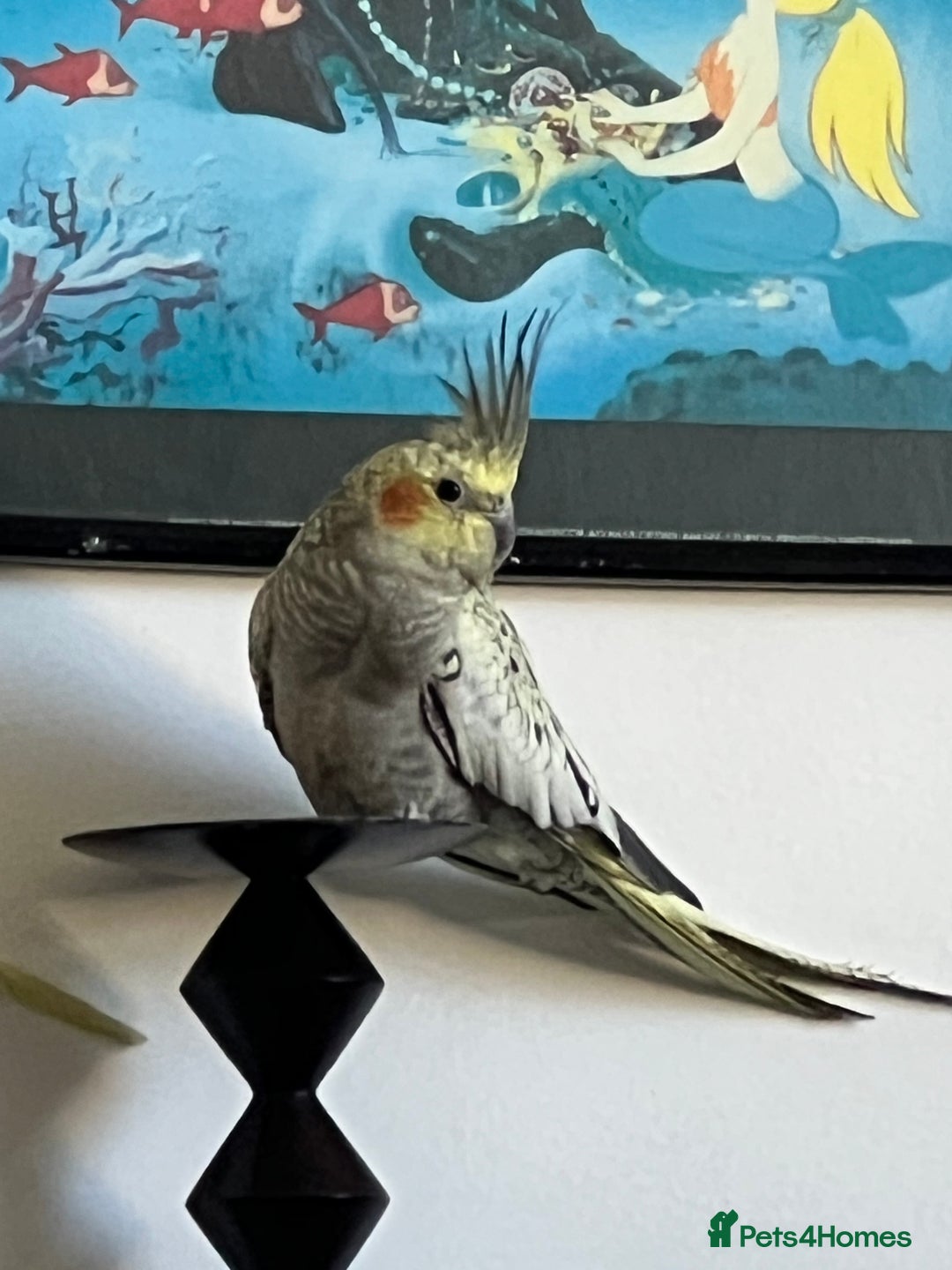 Cockatiels birds for sale: 1 male 1 female with cage and food - Image 2
