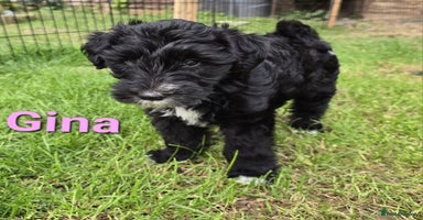 Mixed Breed dogs - Advert 3