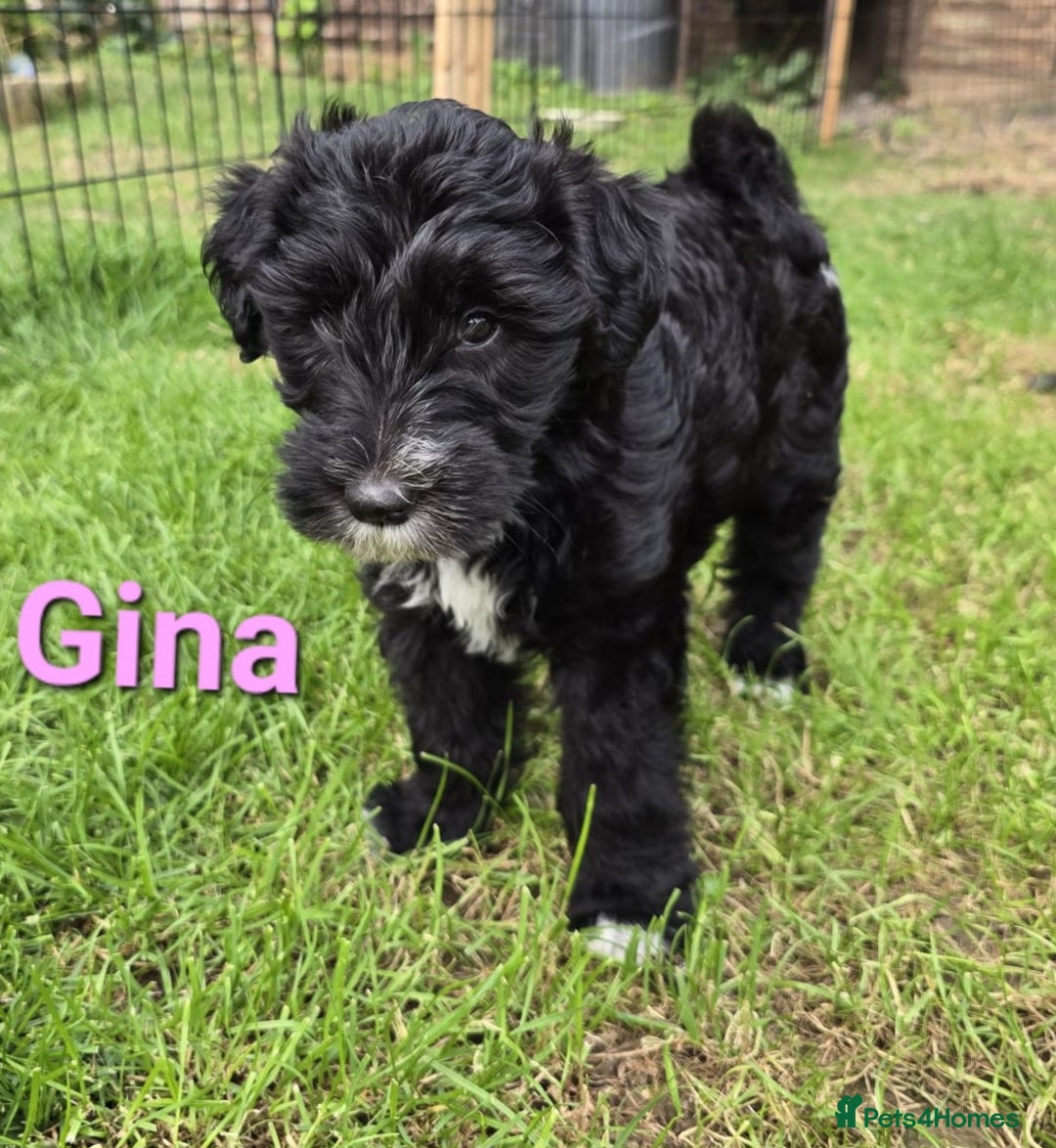 Mixed Breed dogs for sale: Fox Terrier × Australian Labradoodle Pups Sale - Image 2