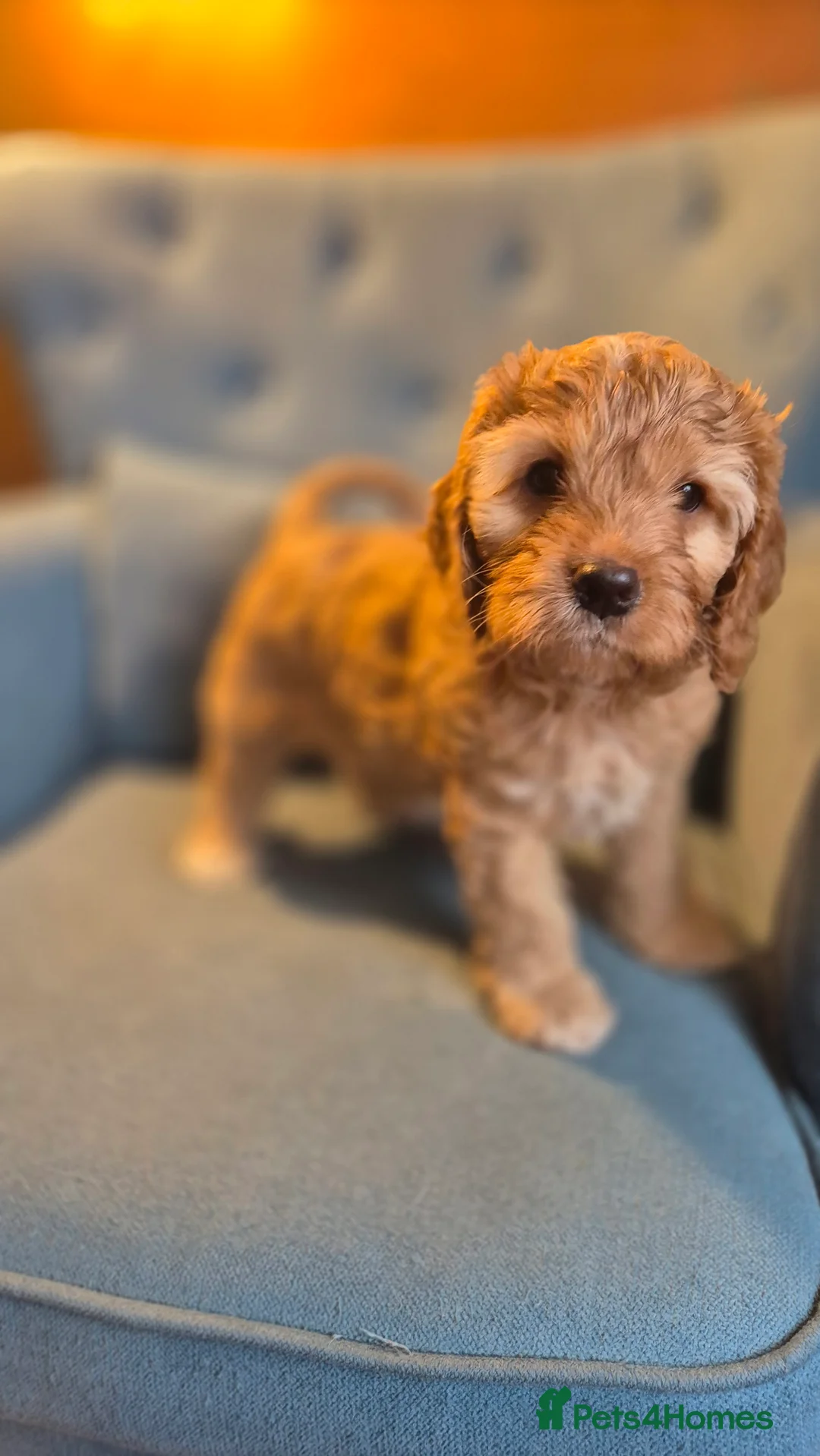 Mixed Breed dogs for sale: Cockapoo and Cavalier King Charles Spaniel mix - Advert 20