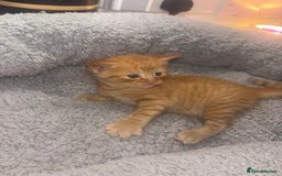 American Shorthair cats for sale: American short hair kittens  - Image 6