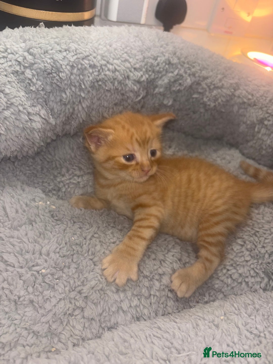 American Shorthair cats for sale: American short hair kittens  - Image 6