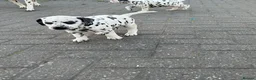 Dalmatian dogs for sale: Dalmatian beautiful - Advert 32