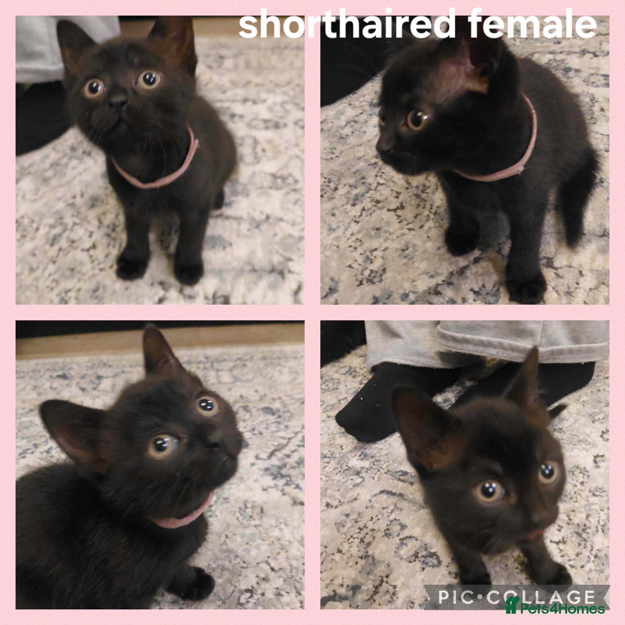 Domestic Shorthair cats Kittens ready to find homes - Advert 2