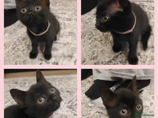 Domestic Shorthair cats Kittens ready to find homes - Advert 2