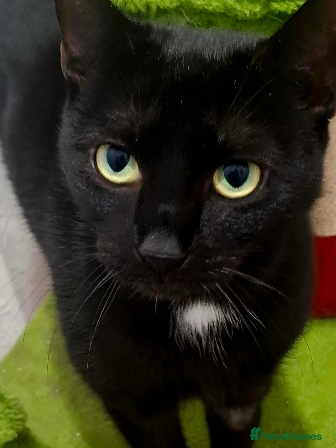 Domestic Shorthair cats for adoption: 🍀 Meet Clover – Little Miracle Girl for adoption - Advert 2