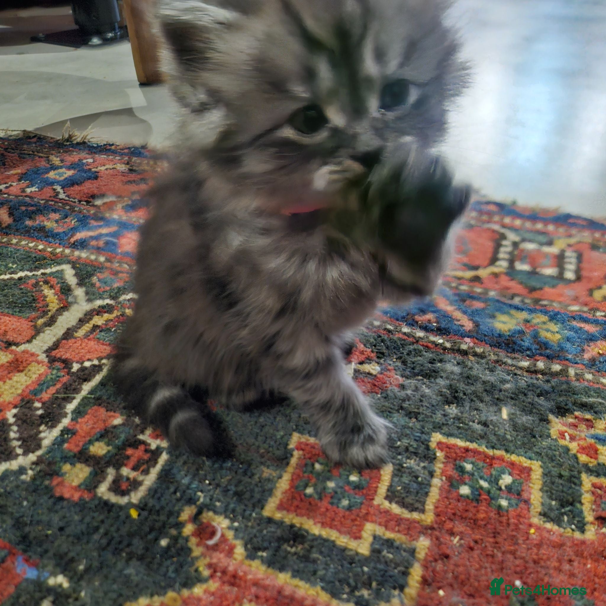 British Longhair cats for sale: British SH/Persian pretty kitten pedigree parents - Advert 1