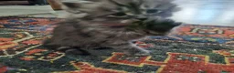British Longhair cats for sale: British SH/Persian pretty kitten pedigree parents - Advert 5