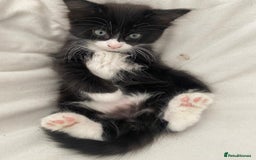 Mixed Breed cats for sale: READY NOW 2 Half-Ragdoll Kittens LEFT ❤️ REDUCED - Image 2