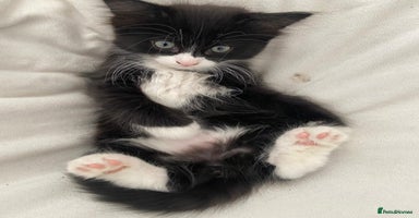 Mixed Breed cats - Advert 5