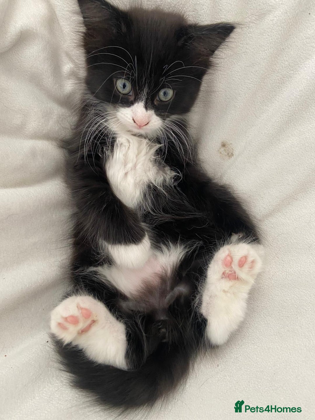 Mixed Breed cats for sale: READY NOW 2 Half-Ragdoll Kittens LEFT ❤️ REDUCED - Image 2