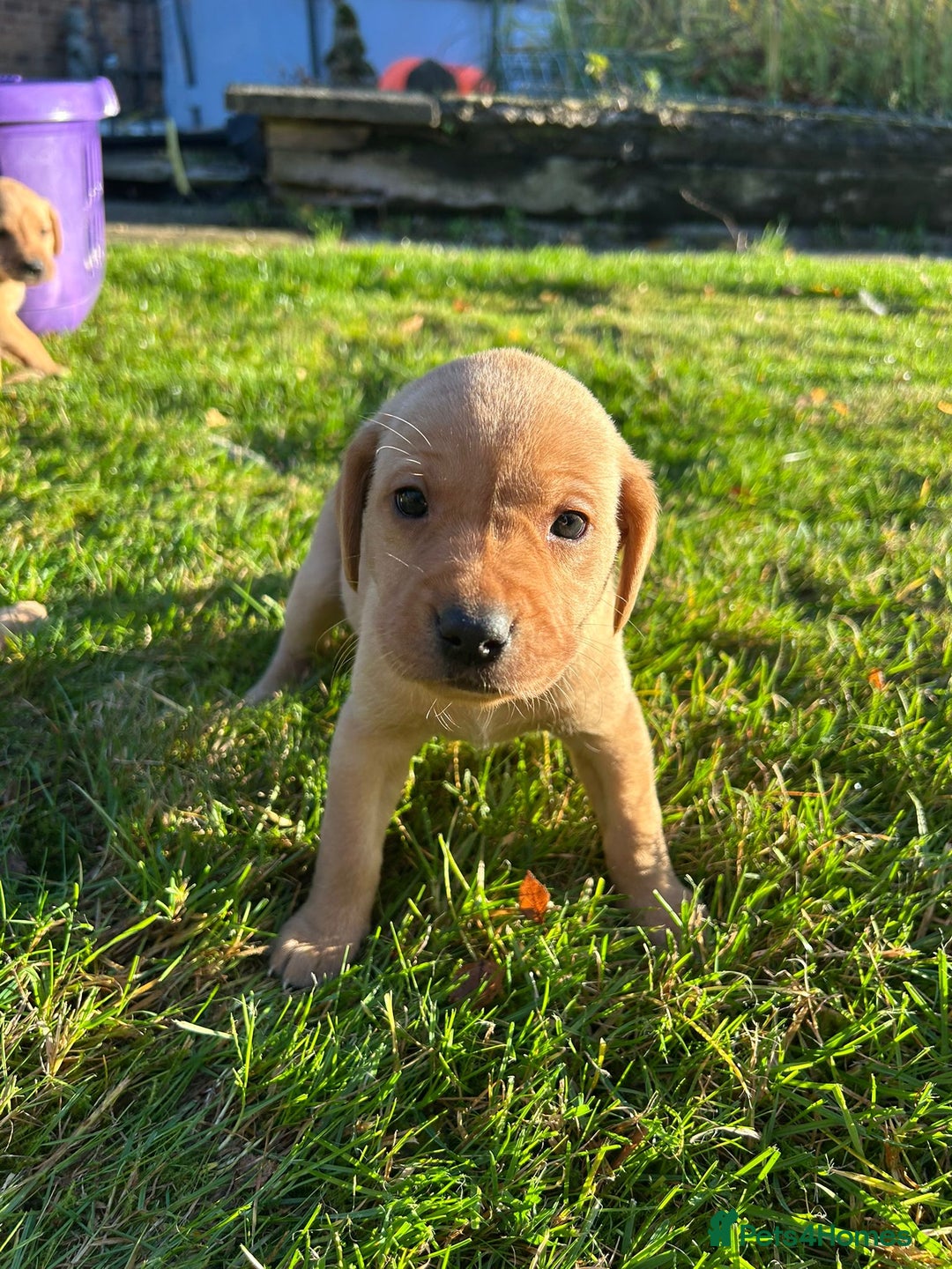 Labrador Retriever dogs for sale: Fox Red Labrador Puppies for Sale - Advert 27