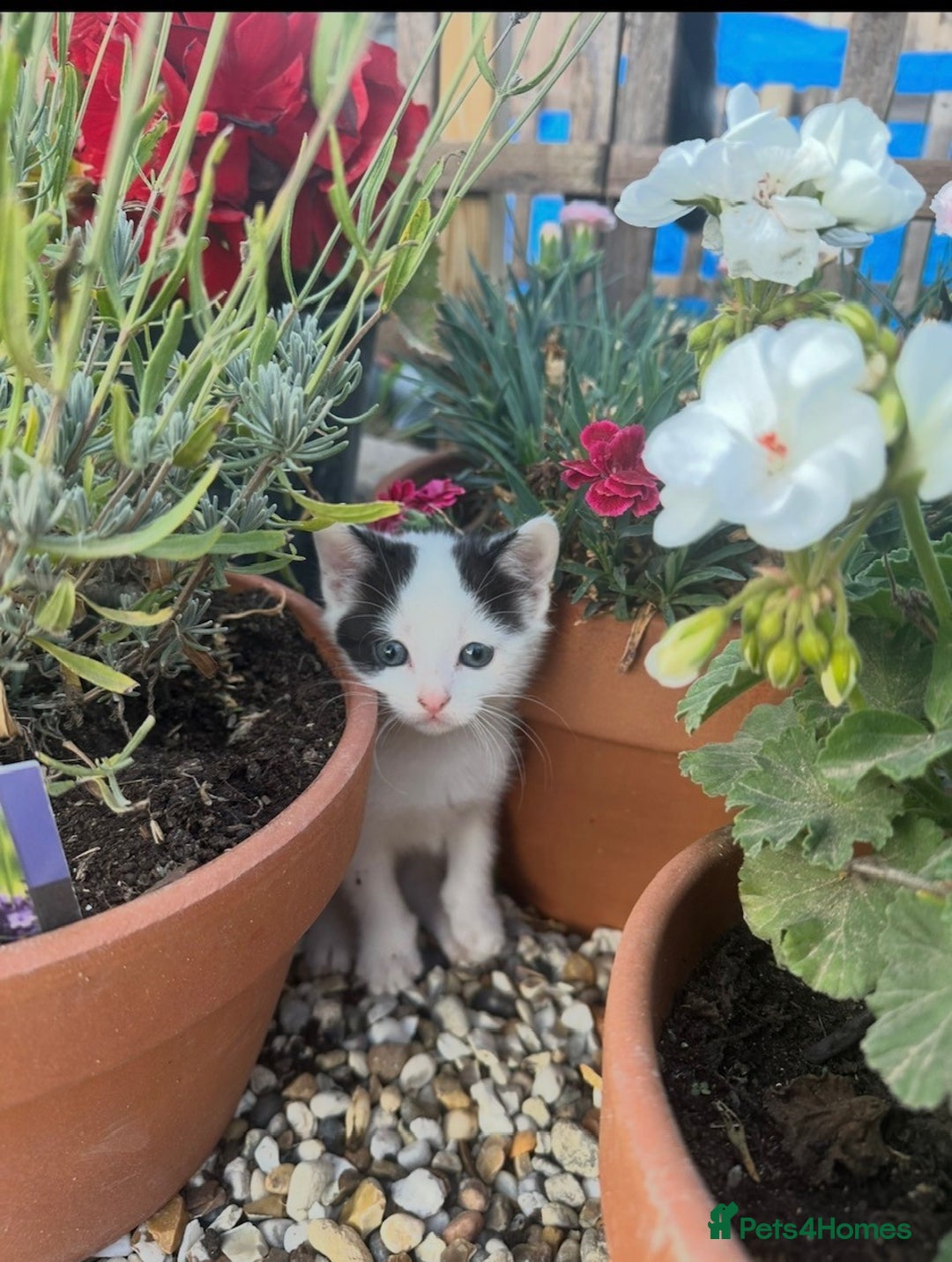British Shorthair cats for sale: Adorable Black and White Kittens (mixed breed) - Image 1