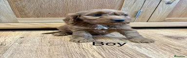 Cockapoo Puppy 2
