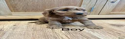 Cockapoo dogs for sale: Cockapoo Puppies Ready Now - Advert 7