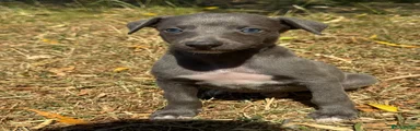 Whippet 9