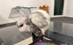 Mini Lop rabbits for sale: Bonded mini lop siblings, 4months old. - Image 4