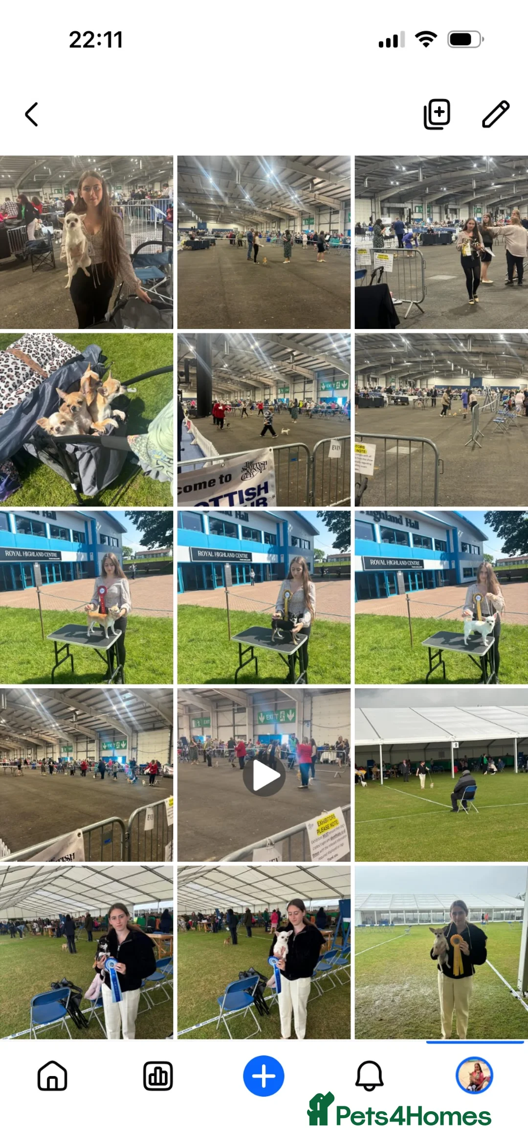 Chihuahua dogs for sale: Beautiful chihuahuas from champion lineage  - Advert 22