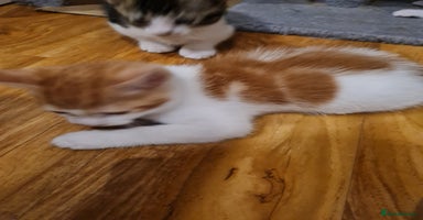 Mixed Breed cats - Advert 4