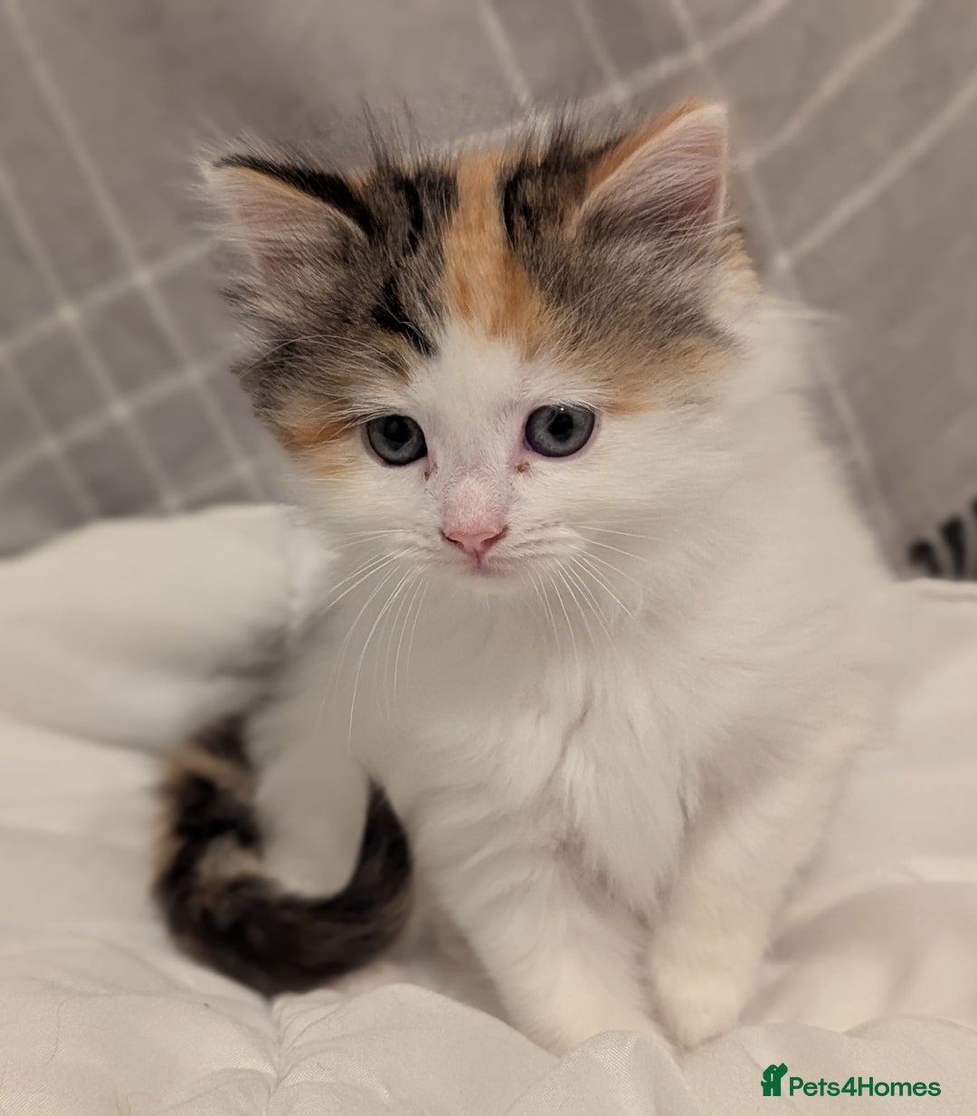 Maine Coon cats for sale: Maine Coon x Ragdoll kittens - Advert 11