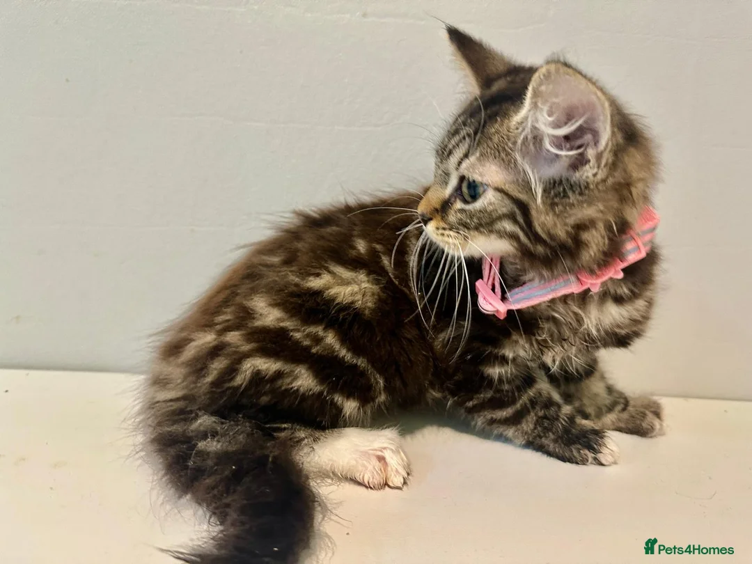 Bengal cats for sale: 2 half bengal female kittens - Advert 6