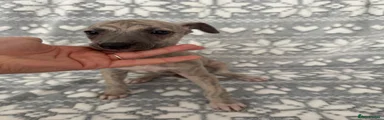 Whippet 7