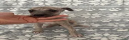 Whippet dogs for sale: KC registered whippet puppy’s 3 left! ♥️ - Advert 21