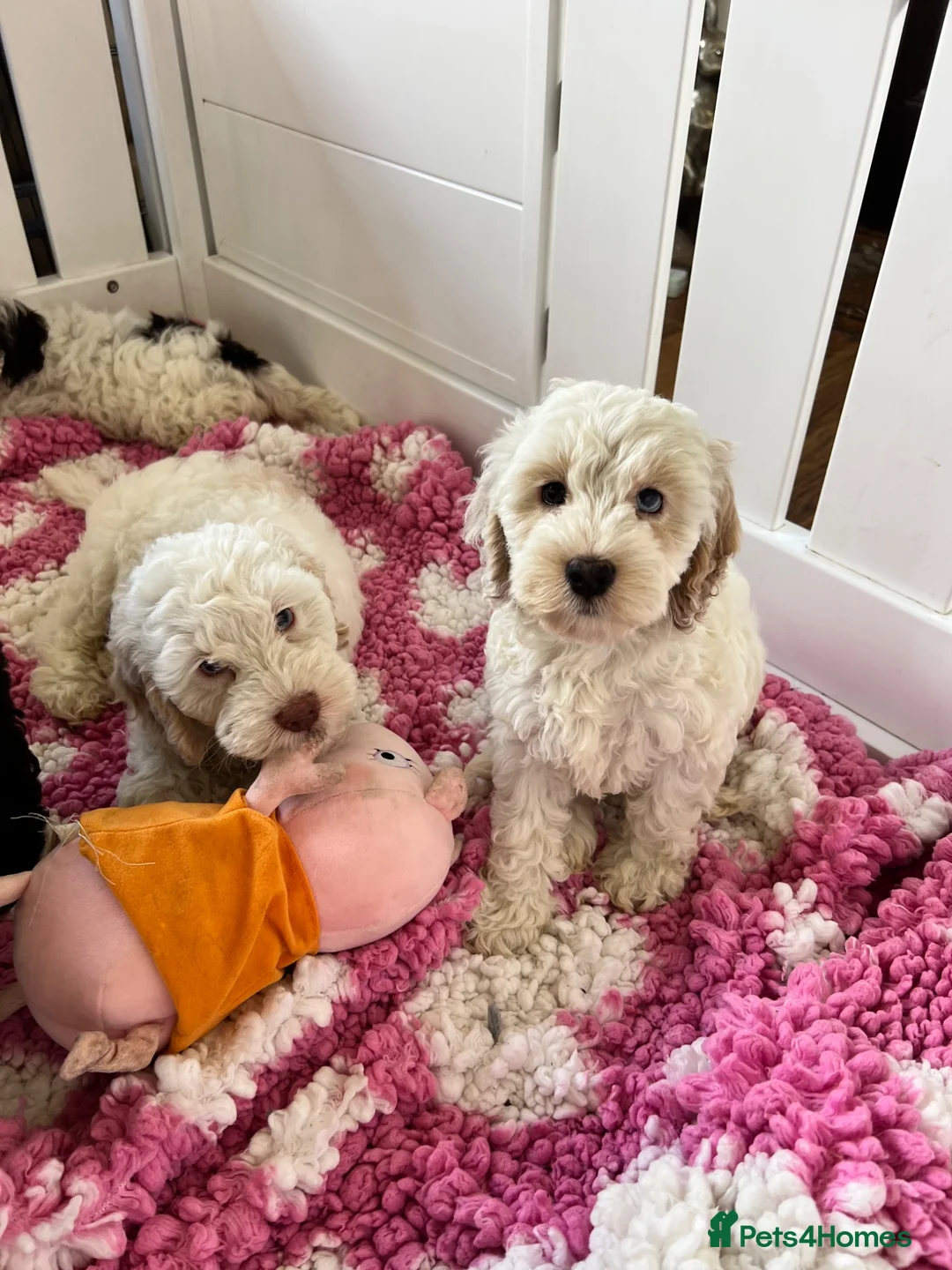 Cockapoo dogs for sale: F1 cockapoo puppies  - Advert 2
