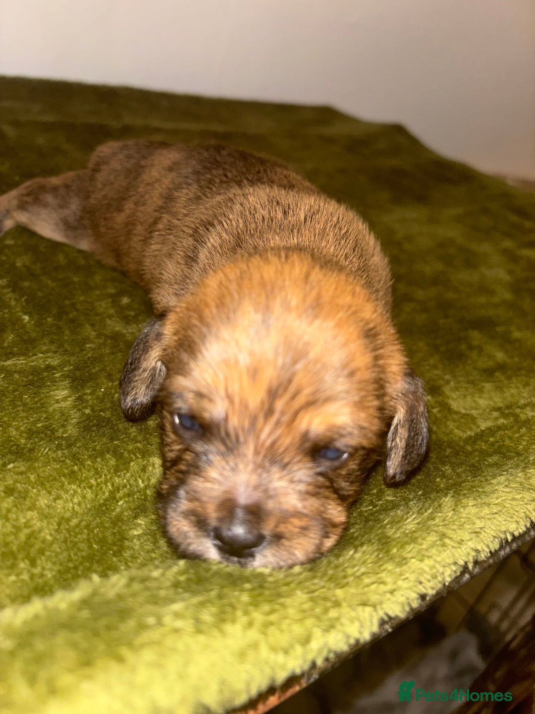 Mixed Breed dogs for sale: Schweenies - Image 4