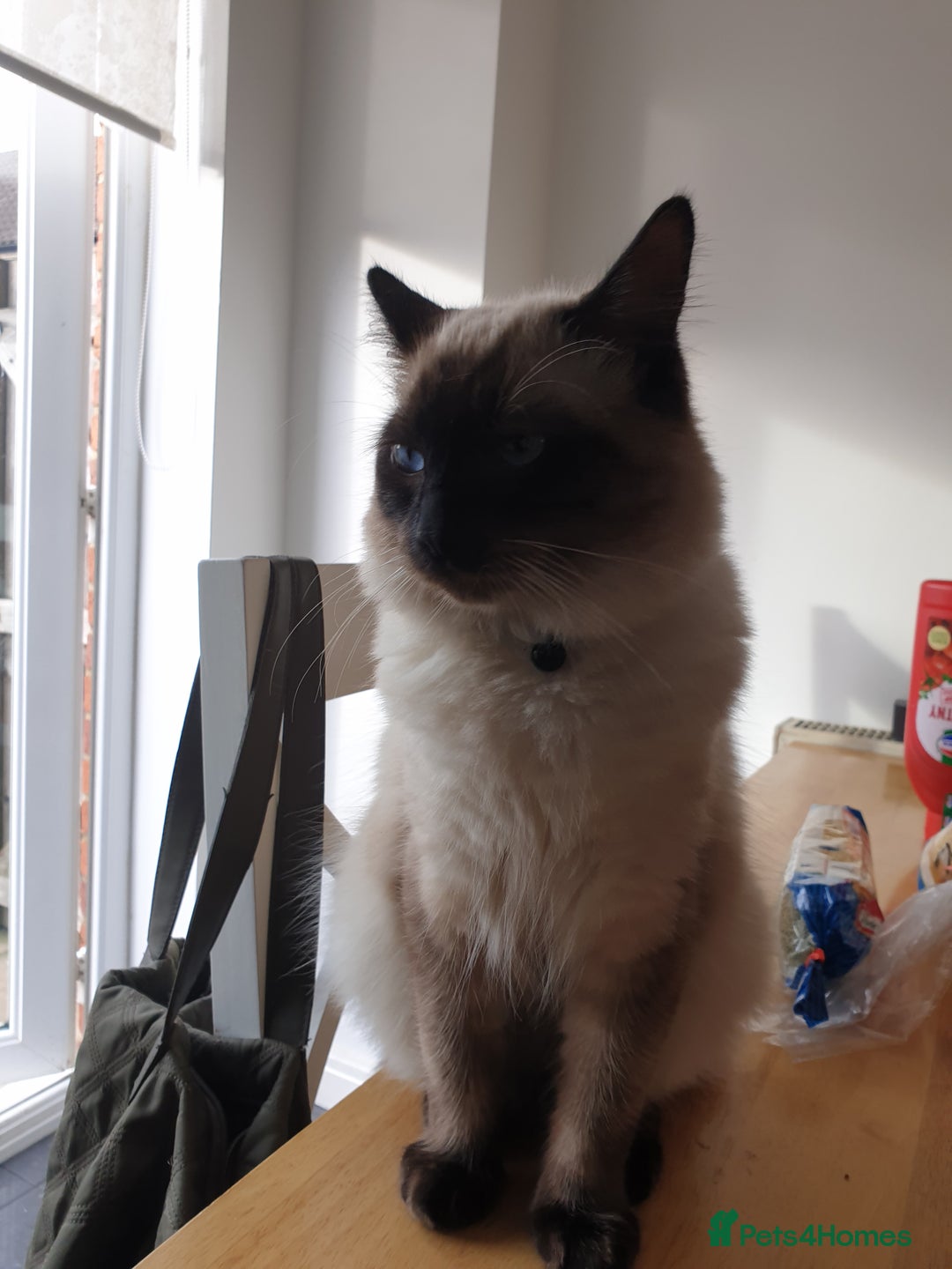 Ragdoll cats for sale: 2 ragdoll cats for rehoming - Image 4