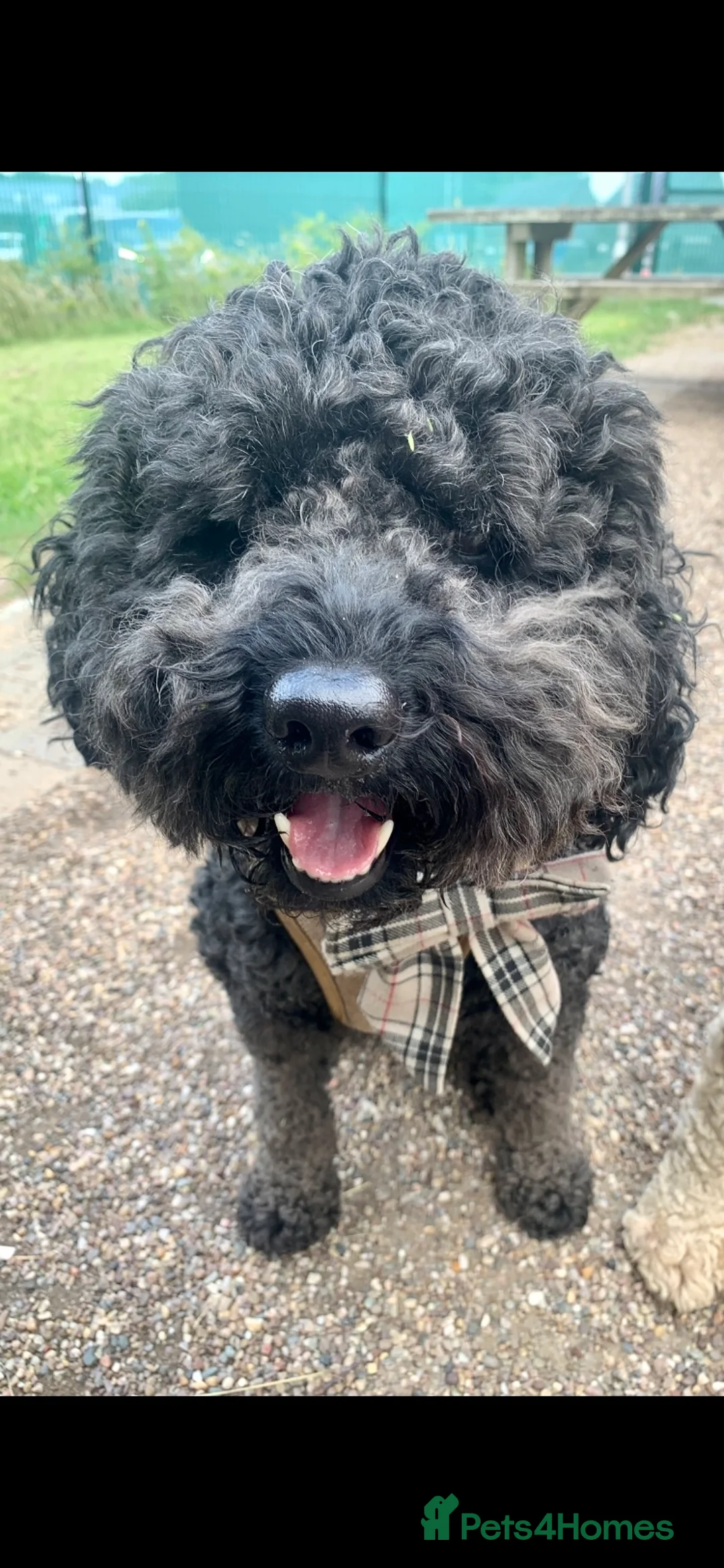 Labradoodle dogs for stud: Mini Doodle stud extensively DNA checked in Warrington - Advert 20