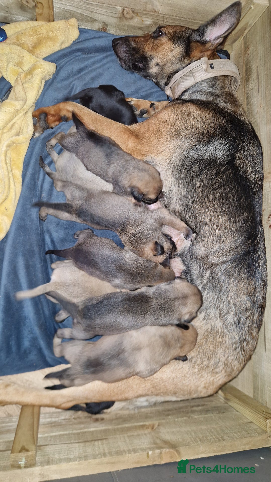 Mixed Breed dogs for sale: 1 female puppy left - Image 1