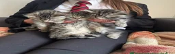 Persian cats for sale: Beautiful Persian X kittens for sale  - Advert 20