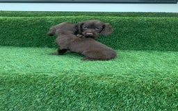 Cocker Spaniel dogs for sale: Kc cocker spaniel puppies  - Image 8
