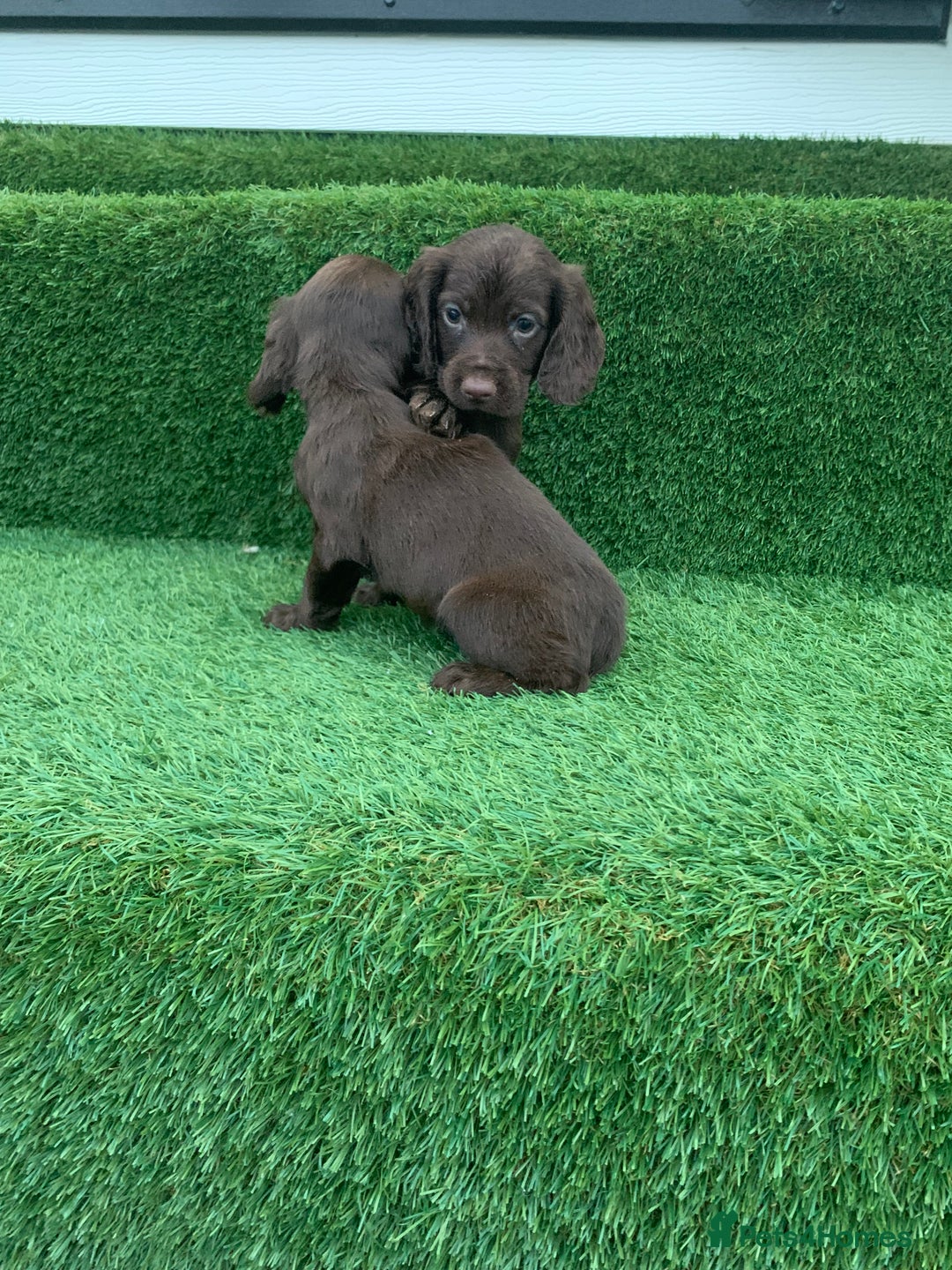 Cocker Spaniel dogs for sale: Kc cocker spaniel puppies  - Image 8