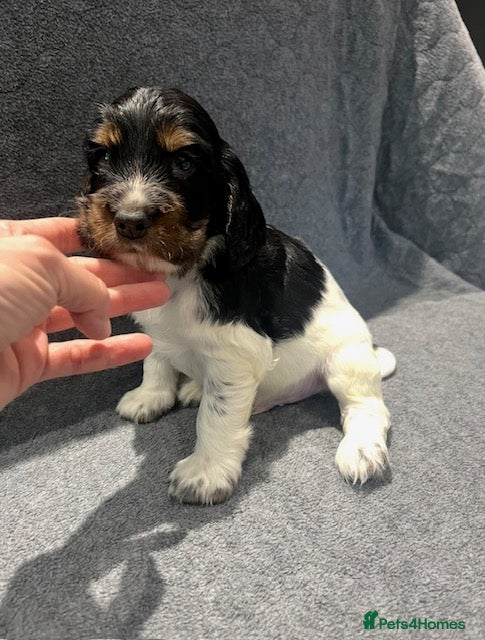 Cocker Spaniel dogs KC Registered Cocker Spaniels - Advert 1