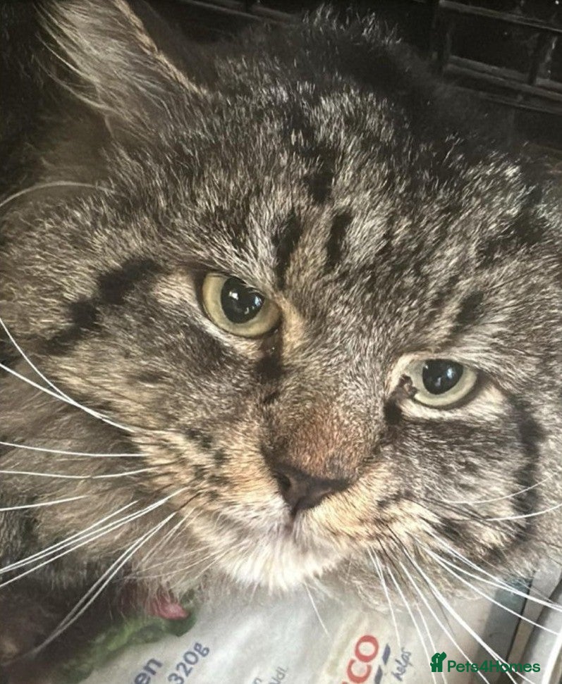 Mixed Breed cats Rescue Tabby Cat for Adoption - Lucas - Advert 1