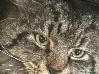 Mixed Breed cats Rescue Tabby Cat for Adoption - Lucas - Advert 1