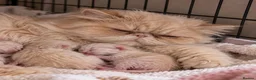 Persian cats for sale: 🐾👑 GCCF REGISTERED PERSIAN GIRLs 👑🐾 - Advert 8